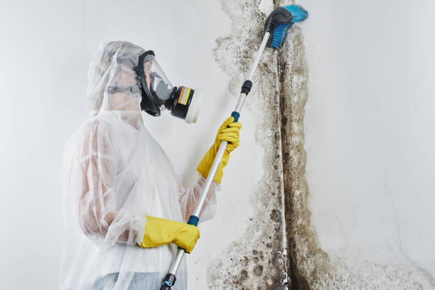 Best Black Mold Remediation in St Francisville, LA