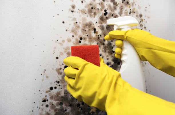 Professional Mold Remediation in St Francisville, LA